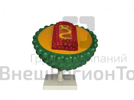 Модель "Вирус СПИДа".