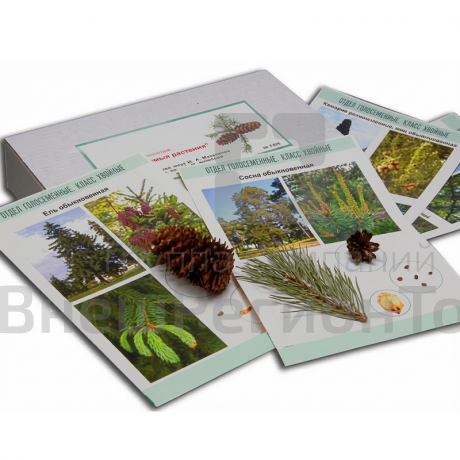 Коллекция образцов Голосеменные растения.
