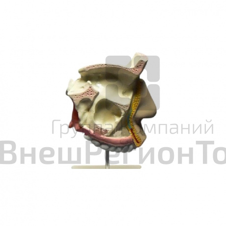 Модель "Разрез носоглотки".