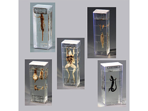 Комплект влажных препаратов (15 препаратов)