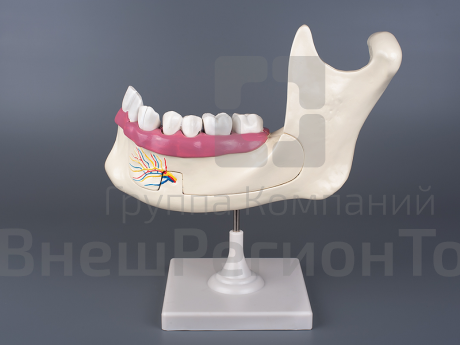 Модель "Строение челюсти человека".