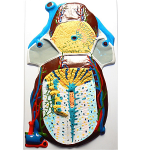 Барельефная модель дольки печени — макро‑микростроение