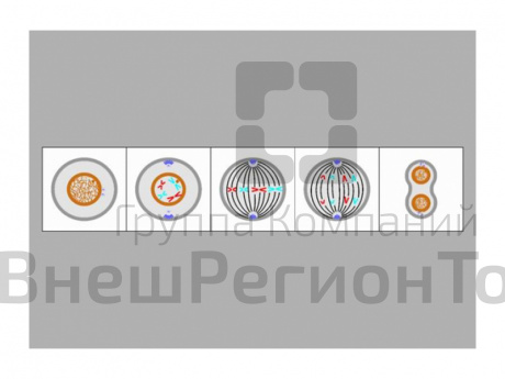 Модель-аппликация "Деление клетки. Митоз и мейоз".