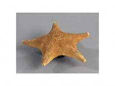 Препарат "Морская звезда"