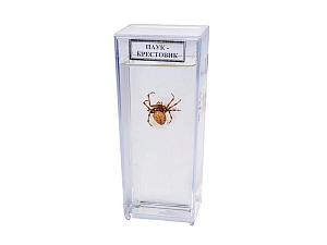 Влажный препарат Паук