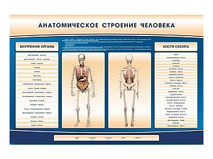 Стенд-тренажер «Анатомия человека» электрифицированный 1500×1000 мм