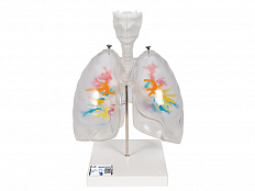 Модель гортани с бронхиальным деревом и прозрачными легкими