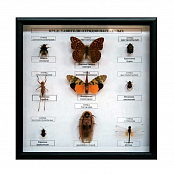 Коллекция энтомологическая "Представители отряда насекомых"