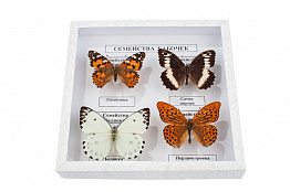 Коллекция "Семейства бабочек"