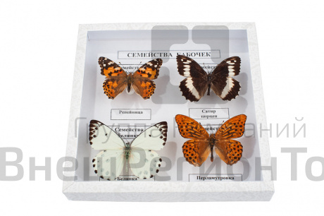 Коллекция "Семейства бабочек".