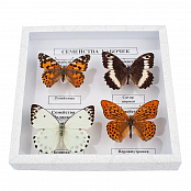 Коллекция энтомологическая "Семейство бабочек"