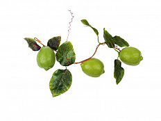 Ветка муляжей Лайм