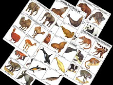 Комплект таблиц по зоологии "Разнообразие животных. Млекопитающие." А4, 16 шт.