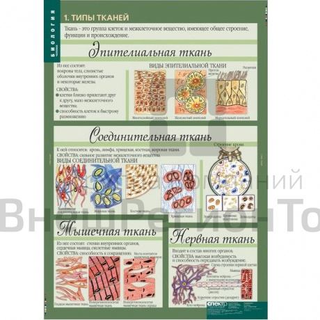 Комплект таблиц "Биология 10-11 классы. Цитология. Генетика. Селекция" (12 шт.).