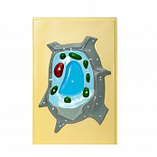 Модель барельефная "Растительная клетка" 