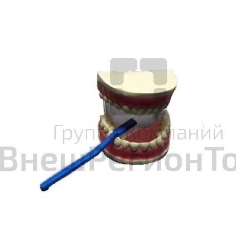 Модель Уход за зубами.