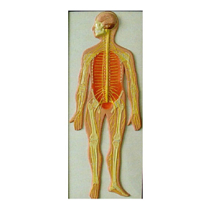 Барельефная модель «Нервная система человека» (пластик)