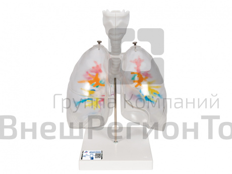 Модель гортани с бронхиальным деревом и прозрачными легкими.