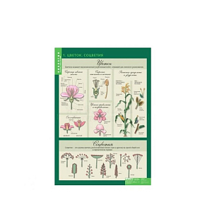 Комплект таблиц «Размножение цветковых растений» — 21 шт.