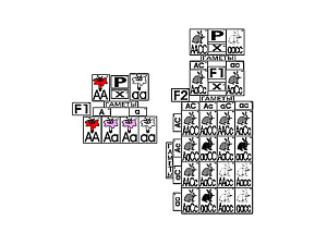 Модель «Неполное доминирование» — 51 карточка