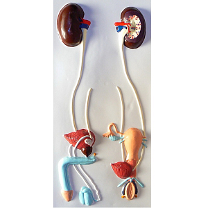 Барельефная модель «Мочевыделительная система»