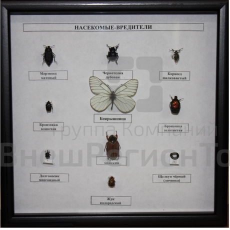 Коллекция энтомологическая "Насекомые вредители".
