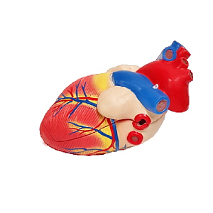 Модель сердца учебная, увеличенная 3×