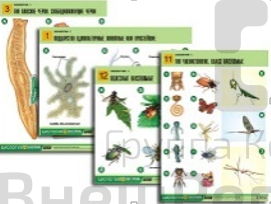 Таблицы по биологии Зоология-1, 14 шт..