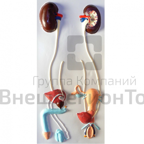 Модель барельефная "Мочевыделительная система".