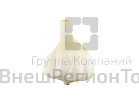 Муляж Чеснок.