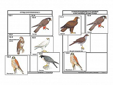 Комплект дидактических карточек: "Систематика и экология птиц" (95 шт., цвет., лам.)