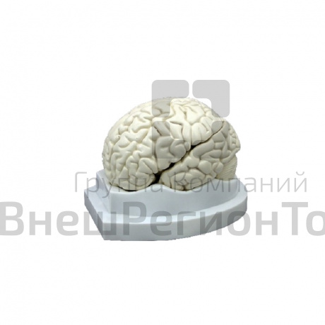 Модель "Мозг в разрезе" (белый).