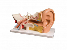 Модель уха, 3-кратное увеличение, 6 частей