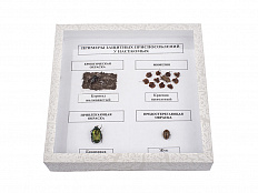 Коллекция "Примеры защитных приспособлений у насекомых"