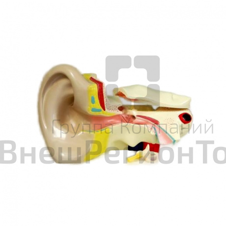 Модель "Ухо" увеличенная.