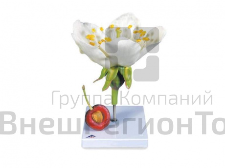 Модель цветка черешни с плодом.