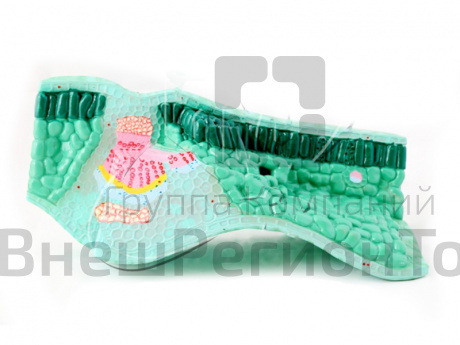 Модель Строение листа.