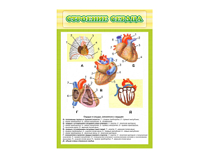 Стенд Строение сердца