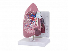 Модель легких