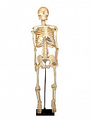 Скелет человека на штативе, 85 см