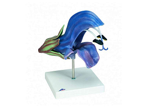 Модель цветка шалфея лугового 15×