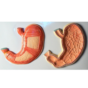 Барельеф желудка ПРШ-Б120 — 2 поверхности