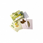 Гербарий "Жизненные формы цветковых растений"