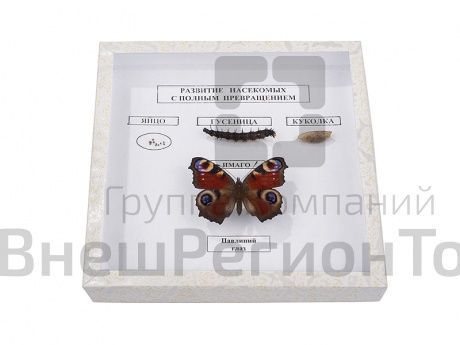 Коллекция "Развитие насекомых с полным превращением".