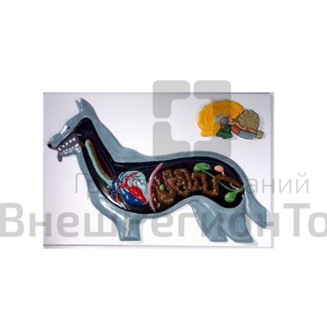 Модель барельефная "Внутреннее строение собаки".