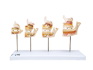 Модель развития зубов