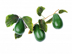 Ветка муляжей Авокадо