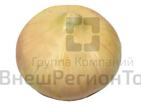 Муляж Лук репчатый.
