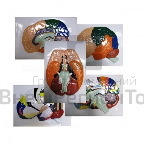 Модель барельефная "Доли, извилины, цитоархитектонические поля головного мозга" (5 планшетов) .