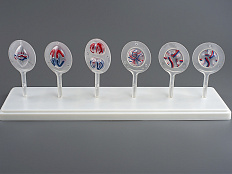 Модель "Митоз и мейоз клетки"